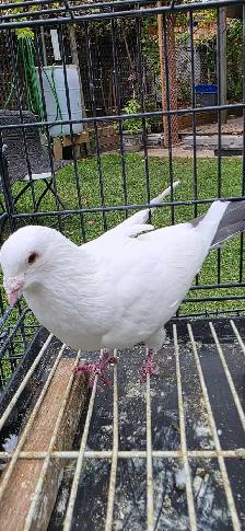 homer pigeon for sale - Photo 7