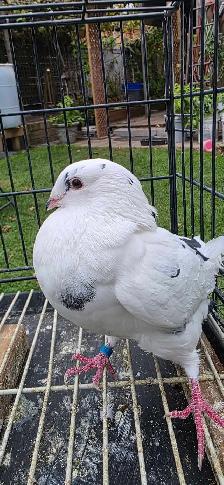 homer pigeon for sale - Photo 8