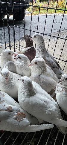 homer pigeon for sale - Photo 9