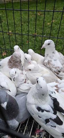 homer pigeon for sale - Photo 10