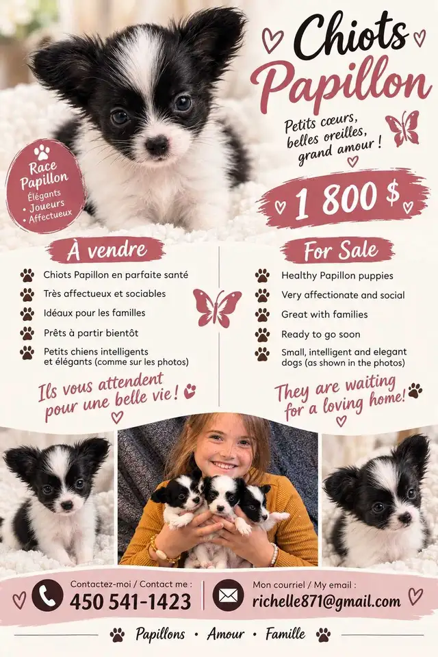 Chiens papillons