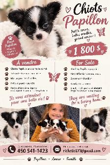 Chiens papillons