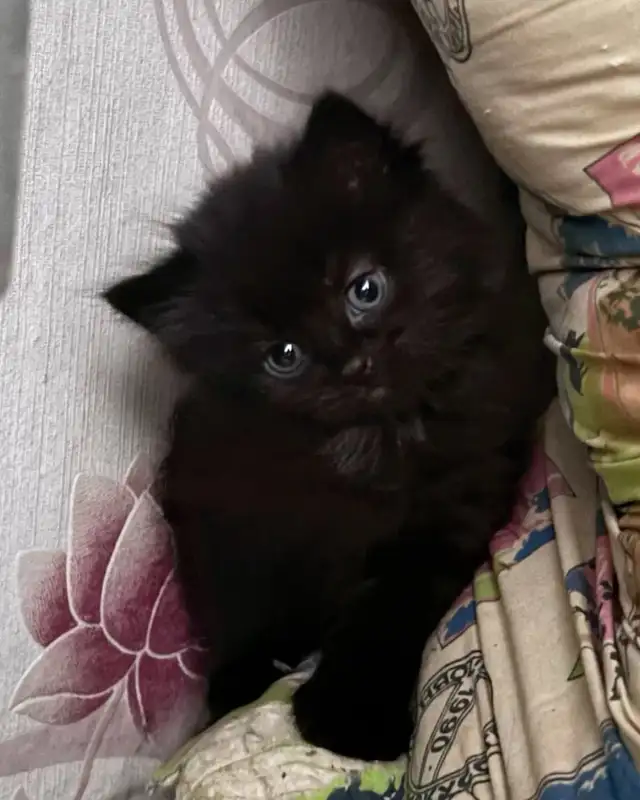 chaton Angora