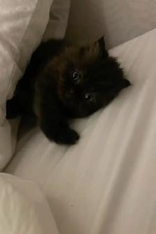 chaton Angora - Photo 2