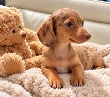 Miniature Dachshund - Isabella Dapple Male with one blue eye