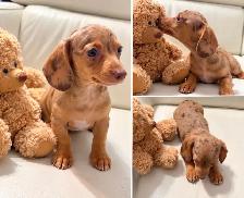 Miniature Dachshund - Isabella Dapple Male with one blue eye - Photo 2