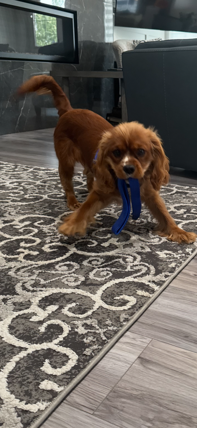 King Charles Cavalier Spaniel looking for a loving home