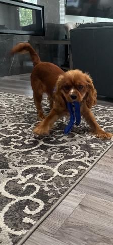 King Charles Cavalier Spaniel looking for a loving home