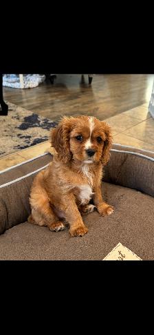 King Charles Cavalier Spaniel looking for a loving home - Photo 2