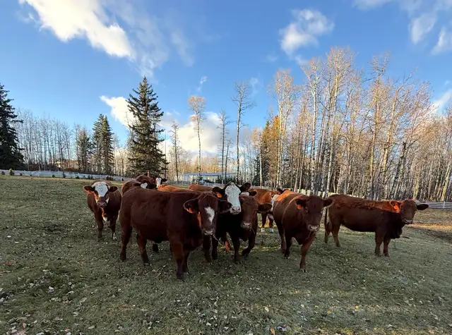 10 Beautiful Bred heifers Red Angus/Sim cross