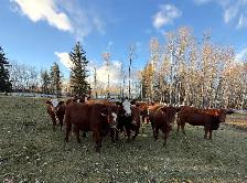 10 Beautiful Bred heifers Red Angus/Sim cross