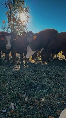 10 Beautiful Bred heifers Red Angus/Sim cross - Photo 2