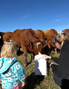 10 Beautiful Bred heifers Red Angus/Sim cross - Photo 3