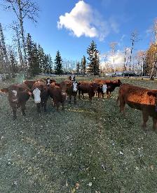 10 Beautiful Bred heifers Red Angus/Sim cross - Photo 4