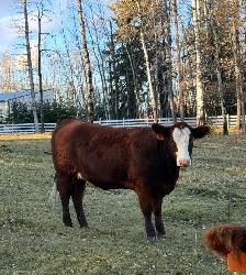 10 Beautiful Bred heifers Red Angus/Sim cross - Photo 5