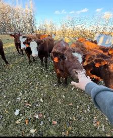 10 Beautiful Bred heifers Red Angus/Sim cross - Photo 6