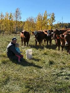 10 Beautiful Bred heifers Red Angus/Sim cross - Photo 7