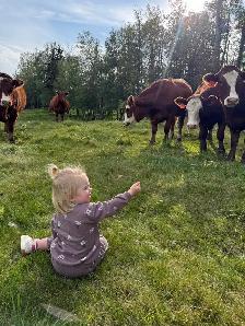 10 Beautiful Bred heifers Red Angus/Sim cross - Photo 8