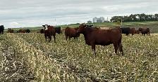 AI Bred Heifers