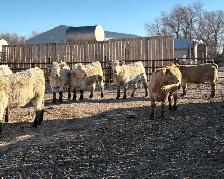 AI Bred Heifers - Photo 2