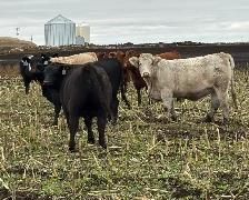 AI Bred Heifers - Photo 4