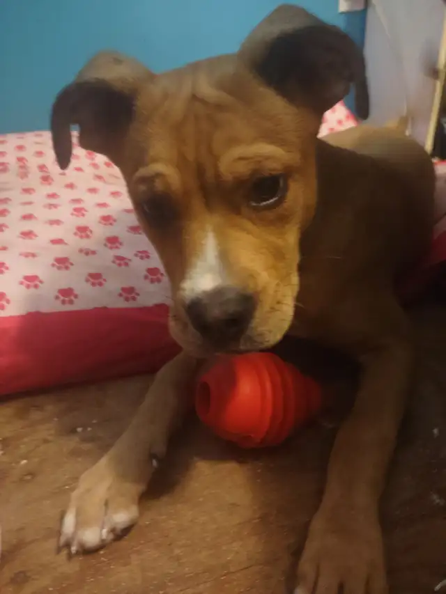 Beautiful female puppy saved her from a bad home at a young age