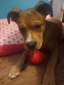 Beautiful female puppy saved her from a bad home at a young age