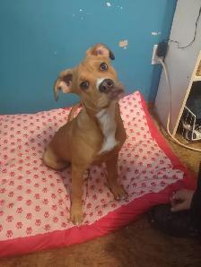 Beautiful female puppy saved her from a bad home at a young age - Photo 2