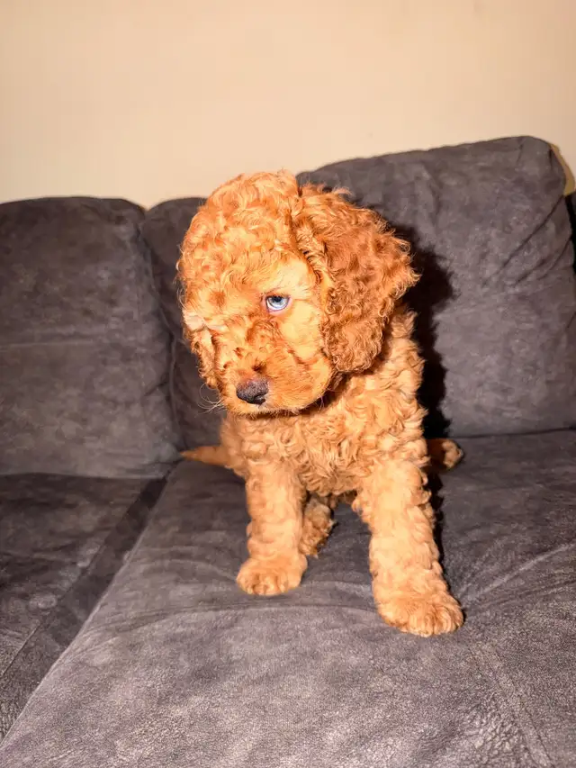 Cockapoo Puppies for Sale