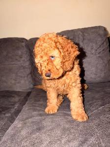 Cockapoo Puppies for Sale