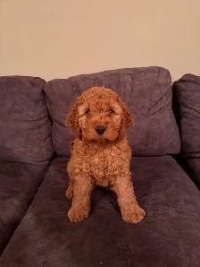 Cockapoo Puppies for Sale - Photo 2