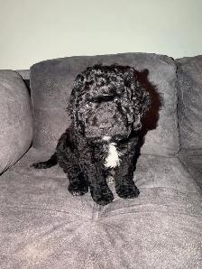 Cockapoo Puppies for Sale - Photo 3