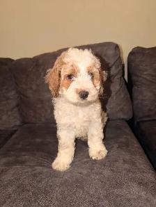 Cockapoo Puppies for Sale - Photo 4