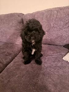 Cockapoo Puppies for Sale - Photo 5