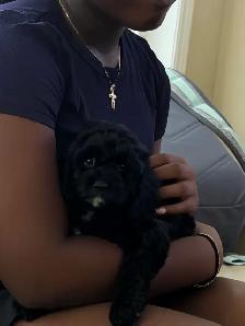 Cockapoo Puppies for Sale - Photo 6