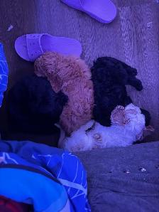 Cockapoo Puppies for Sale - Photo 7