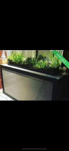 50 Gallon Aquarium