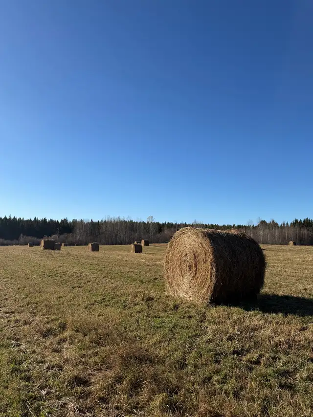 Hay For Sale