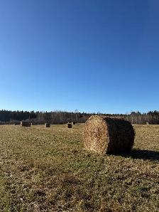 Hay For Sale