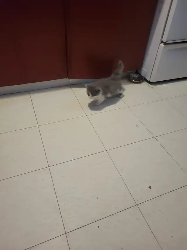 Baby Kitten