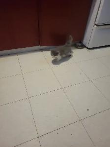 Baby Kitten
