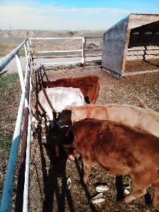 Heifers