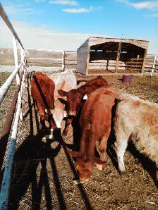 Heifers - Photo 2