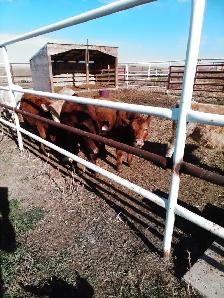 Heifers - Photo 3