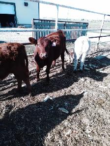 Heifers - Photo 4