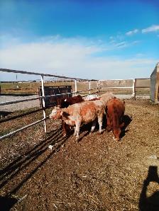 Heifers - Photo 5