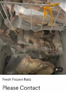 Frozen xxl feeder rats great deals! - Photo 3