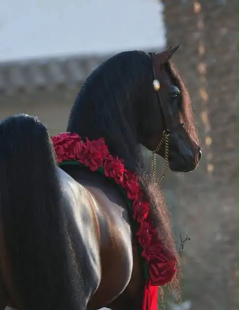 ISO Arabian