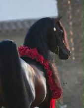 ISO Arabian