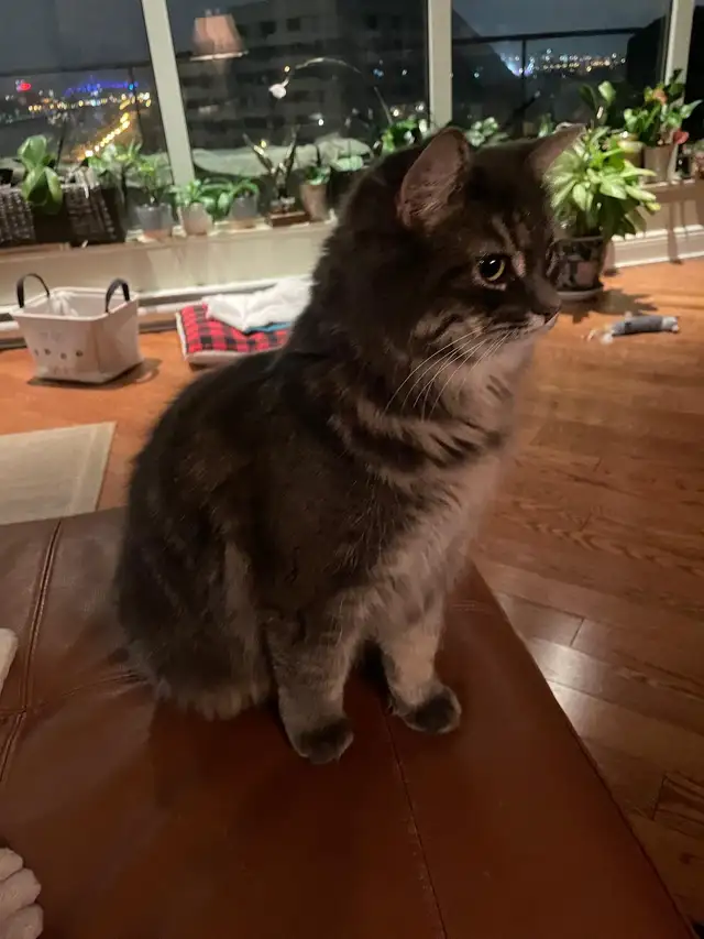 ❤️ Beautiful Angora Cat Looking for a Loving Home!